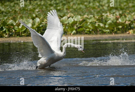 Swan taking off from water Stock Photo