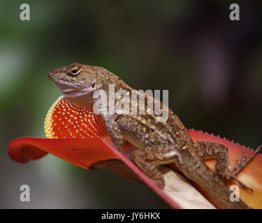 Cuban Brown Anole flashing his dewlap to warn the camera it's too close. Spring time backyard garden, Deland, Florida, USA Stock Photo