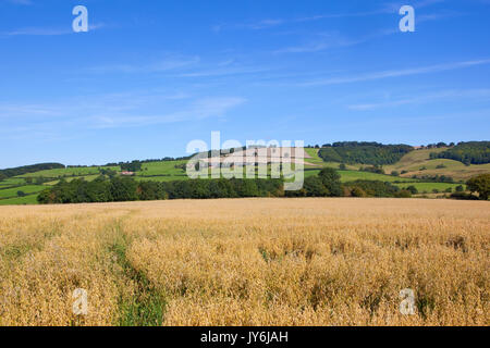 a golden ripe oat field with a backdrop of green meadows and hedgerows under a blue summer sky in the yorkshire wolds Stock Photo