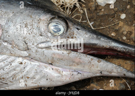 SIERRA LEONE, Tombo, fish market, eye of sword fish, food security and the livelihood of small scale coast fishermen are affected by international big trawler fleet Stock Photo