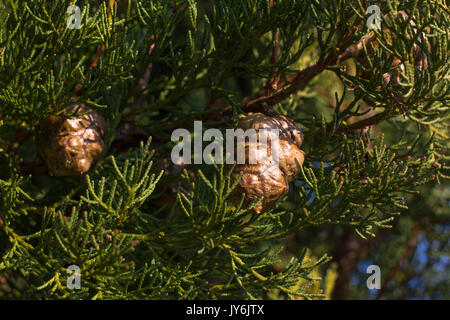 Macro stock photography of the branch of Cupressus arizonica. Conifer needles. Spruce, coniferous tree. Stock Photo
