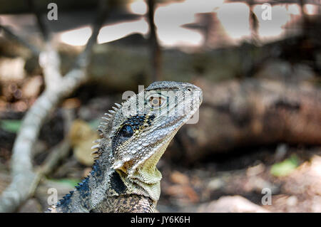 A profile close-up of a bearded dragon lizard in eastern Australia Stock Photo