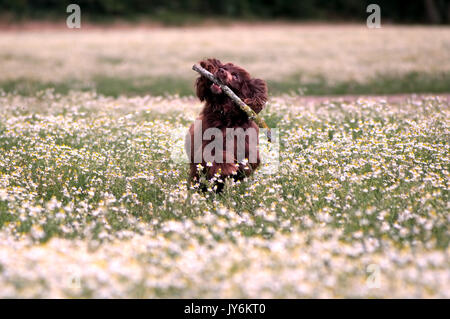 Brown spaniel fetching a stick in a field of daisies. Stock Photo