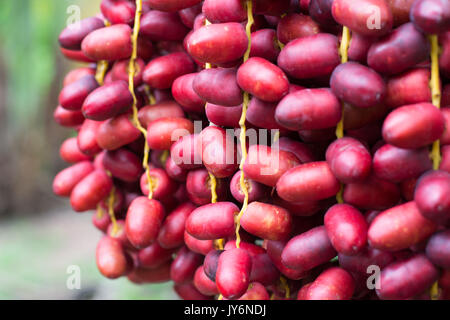 Cluster of dates hanging from a date palm Stock Photo