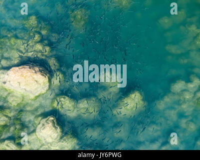 Aerial view of the thinlip mullet from Skradinski buk, Krka National Park Stock Photo