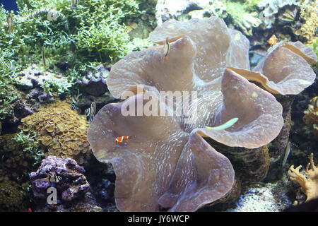 Giant clam (Tridacna gigas) in Okinawa, Japan Stock Photo