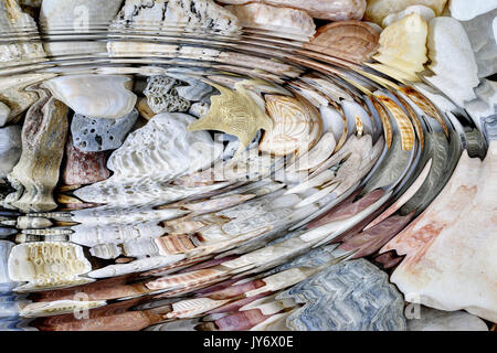Water ripples above sea shells and starfish - digitally altered Stock Photo