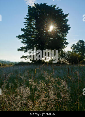 Early morning sun rays lighting meadow grasses through tree in the Welsh countryside Stock Photo