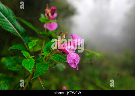 Impatiens noli-tangere (touch-me-not balsam) flower in the forest during the fog Stock Photo