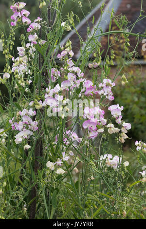 Lathyrus latifolius. Perennial pea or Everlasting sweet pea in an english cottage garden. UK Stock Photo