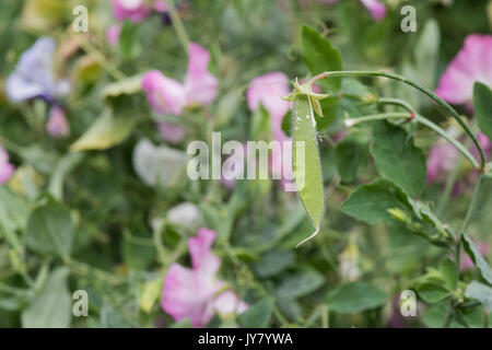 Lathyrus odoratus. Sweet pea seed pod in a vegetable garden in August. UK Stock Photo