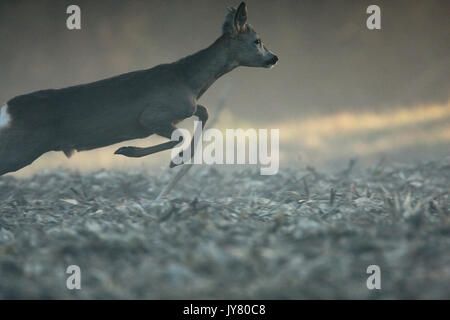 The roe deer looking for the food on the field Stock Photo