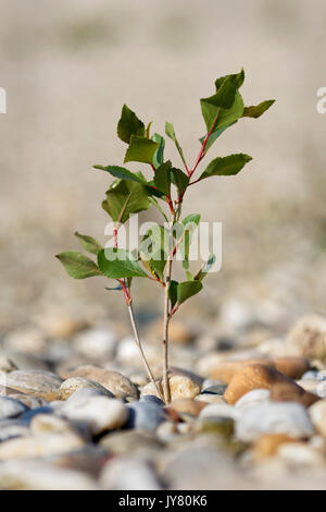 Black poplar tree, growing on the gravel bar of the Drava River in Croatia Stock Photo