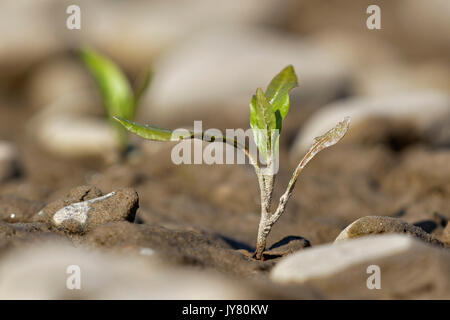 Water-pepper (Persicaria hydropiper) sapling in the Drava River Stock Photo
