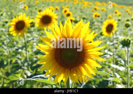 closeup of common sunflower in agricultural field ( Helianthus annuus ) Stock Photo