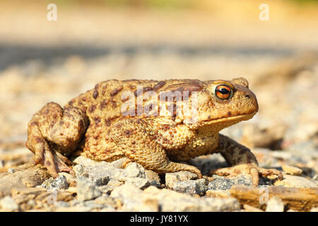 european common brown toad on the ground ( Bufo ); this is one of the toxic european toads Stock Photo