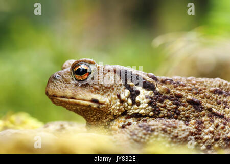 macro shot of toxic european common brown toad ( Bufo ), focus on eye Stock Photo