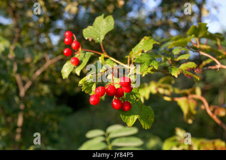 The fruit of Crataegus, commonly called hawthorn, quickthorn thornapple, May-tree,whitethorn, or hawberry, Stock Photo