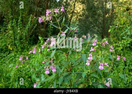 Impatiens noli-tangere (touch-me-not balsam) flower in the forest Stock Photo