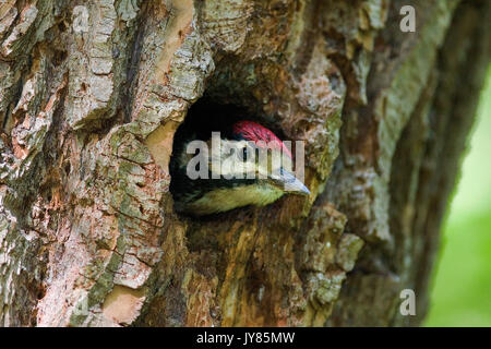 Young great spotted woodpecker on the nest in the willow forest Stock Photo