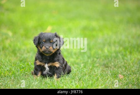Cute pekingese puppy dog on grass Stock Photo