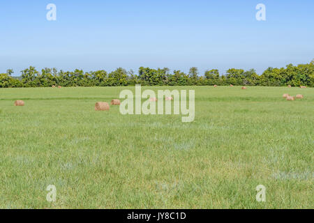 Green grass farm field with bailed rolls of dry cut hay during the last days of the summer harvest in central Alabama, United States.