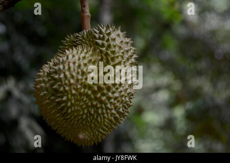 Durian hanging on tree and leaves background Stock Photo