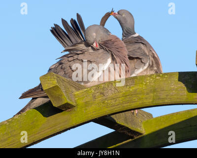 Wood Pigeons Columba palumbus male and female courtship preening display Stock Photo