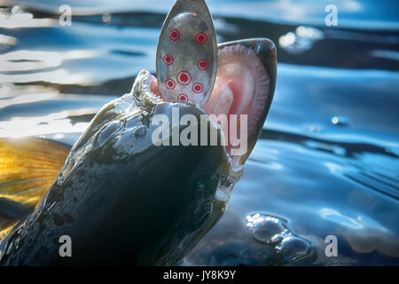 Wild char underwater. Mountain fishing background Stock Photo - Alamy