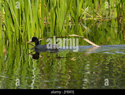 Eurasian Coot, Fulica atra, collecting nesting material, Pennington Flash Country Park, Leigh, United Kingdom Stock Photo
