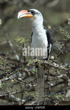 Jackson's Hornbill, Tockus jacksoni, Lake Langano, Ethiopia, perched in acacia shrub Stock Photo