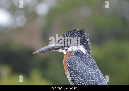 Giant Kingfisher Stock Photo