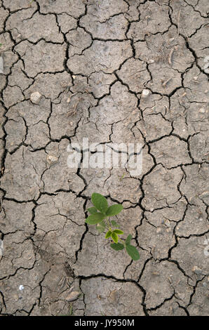 Parched soybean field, cracked earth, drought Stock Photo