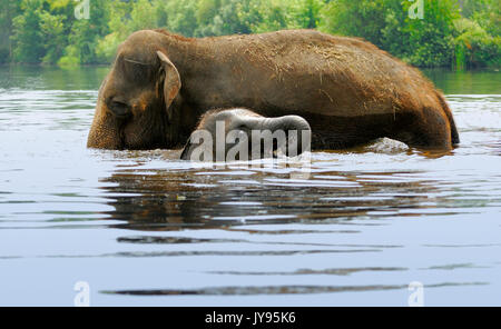 An Elephant mother and her baby bathing body of water Stock Photo