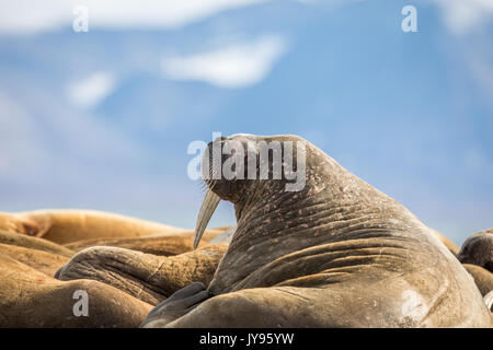 Walrus resting in a group of walruses on Prins Karls Forland, Svalbard