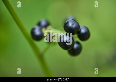 Solanum scabrum fruiting garden huckleberry black berries close up Stock Photo