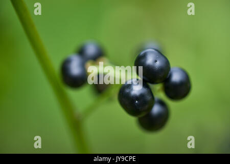 Solanum scabrum fruiting garden huckleberry black berries close up Stock Photo
