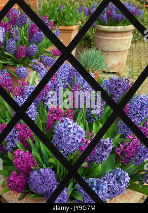 View through lattice window of Hyacinths in flower Spring Norfolk Stock Photo