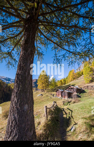 Huts on the pastures of Zermatt surrounded by yellowed larches and the Matterhorn. Switzerland. Europe Stock Photo