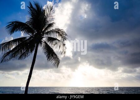 A view of a palm tree on a clear summer's morning. Stock Photo