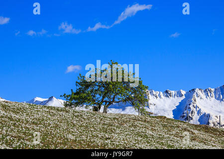 A lone tree surrounded by Crocus spring flowers. Albaredo Valley. Orobie Alps. Lombardy. Italy. Europe Stock Photo