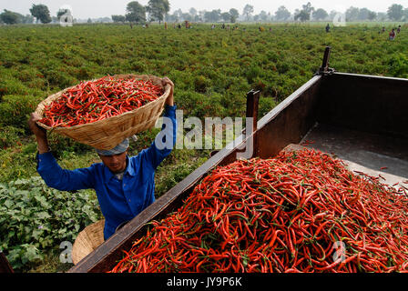 INDIA Madhya Pradesh , harvest of red chilies at farm / INDIEN, Ernte von roten Chilies Stock Photo