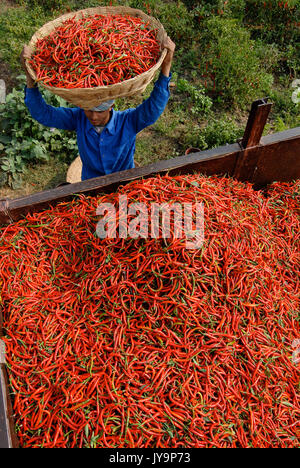 INDIA Madhya Pradesh , harvest of red chilies at farm / INDIEN, Ernte von roten Chilies Stock Photo