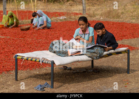 INDIA Madhya Pradesh , harvest and drying of red chilies at farm, children sitting on bed and doing their school homework / INDIEN, Ernte und Trocknung von roten Chilies, Kinder machen ihre Schulhausaugaben Stock Photo