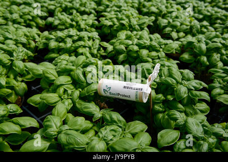 germany, berlin, combined basil and tilapia fish farm of