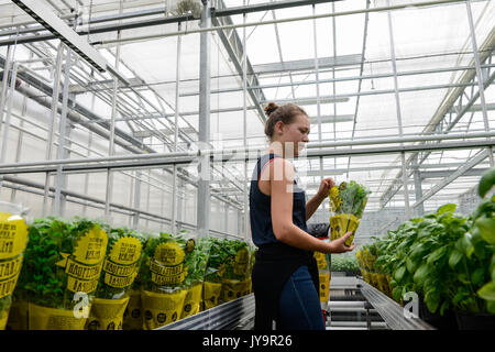germany, berlin, combined basil and tilapia fish farm of