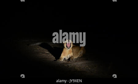 Sabi Sand Safari Stock Photo