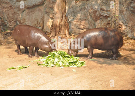 Pygmy hippopotamus skin is greenish-black or brown, shading to a creamy gray on the lower body. Stock Photo