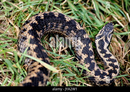 Adder showing scaring from Avian predation, Common European Viper, Vipera berus, on the Malvern Hills, Worcestershire. Adult female venomous snake UK Stock Photo