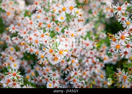 Field of autumn flowers, the Aster ericoides with honey bees, background with selective focus Stock Photo
